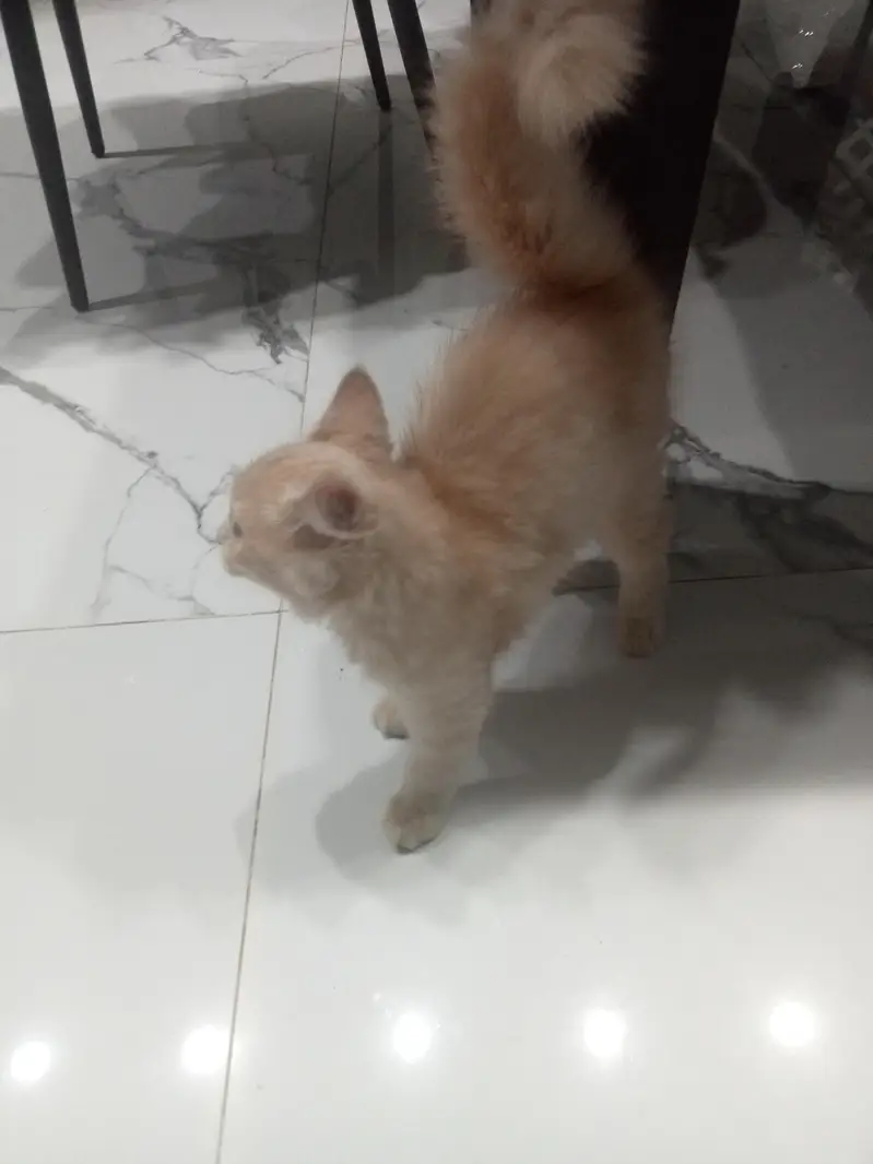 Kitten for adoption only for cat lovers — photo 3