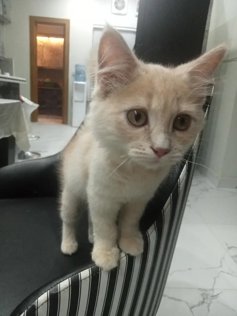 Kitten for adoption only for cat lovers — photo 5