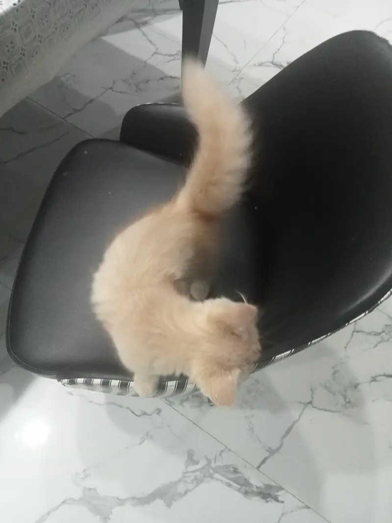 Kitten for adoption only for cat lovers — photo 6