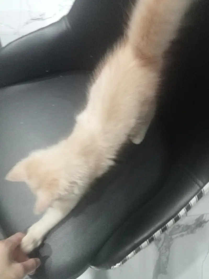 Kitten for adoption only for cat lovers — photo 7