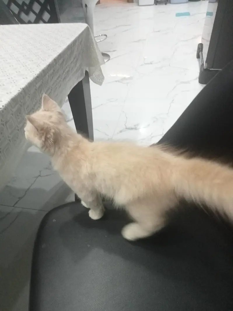 Kitten for adoption only for cat lovers — photo 8
