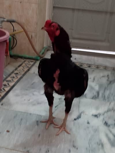 pure mianwali aseel pair for sale