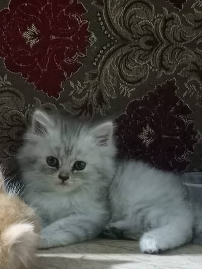 Adorable Persian Kittens for Sale | 50 Days Old | Litter Trained