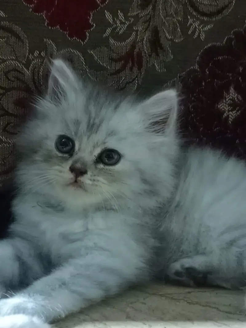 Adorable Persian Kittens for Sale | 50 Days Old | Litter Trained — photo 3