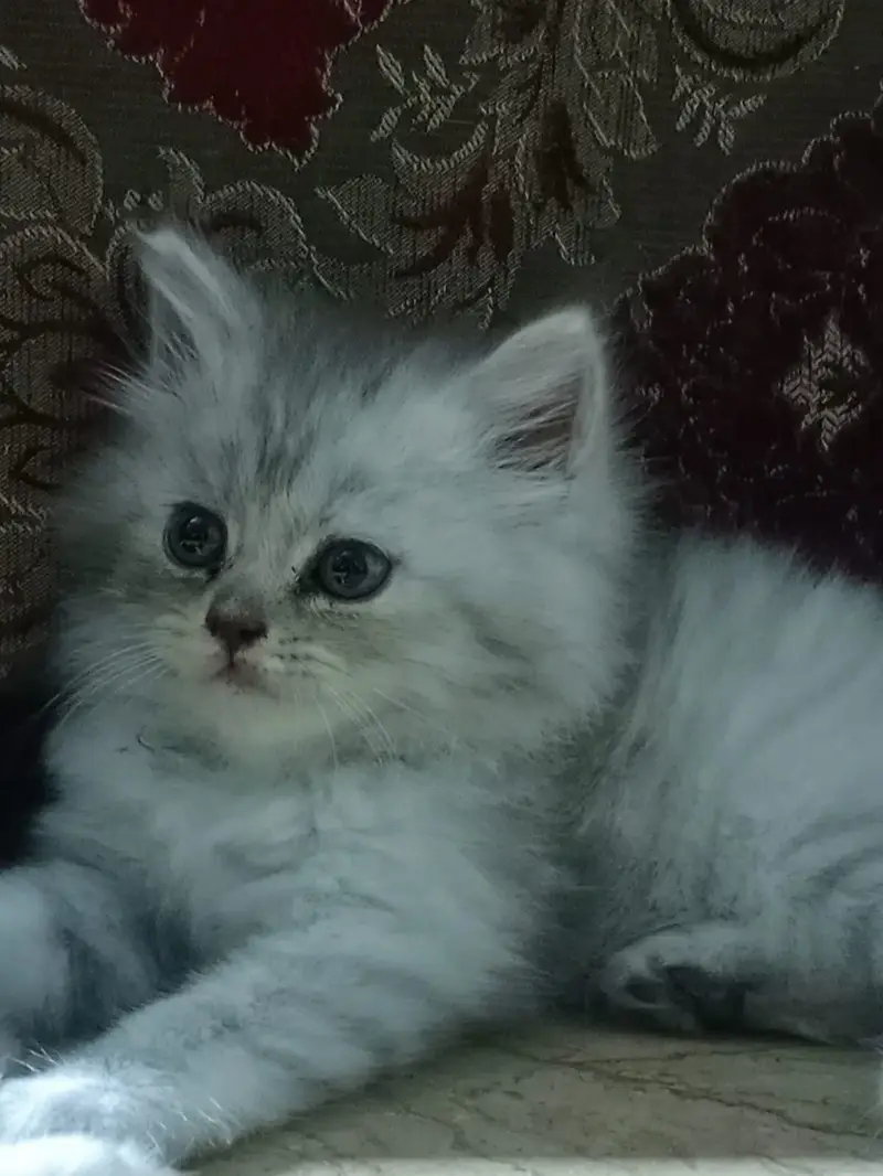 Adorable Persian Kittens for Sale | 50 Days Old | Litter Trained — photo 5