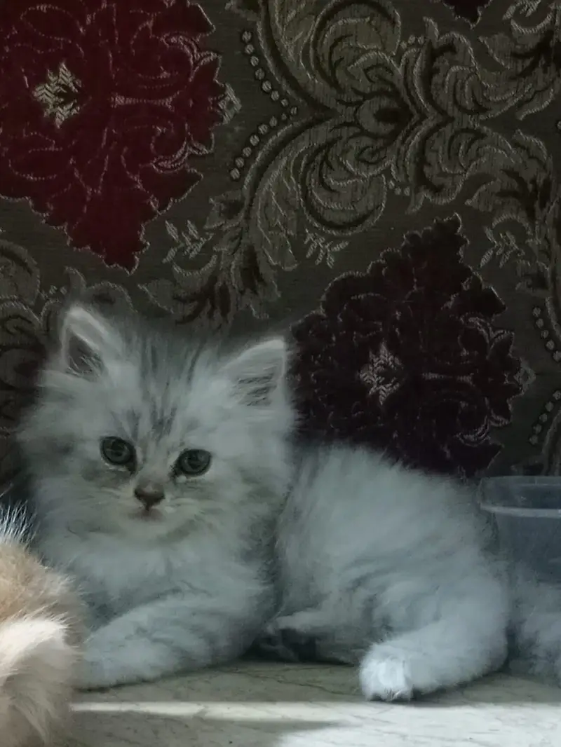 Adorable Persian Kittens for Sale | 50 Days Old | Litter Trained — photo 9