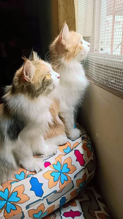 Alpha Persian cat breed for sale foun white male . multi colour female.