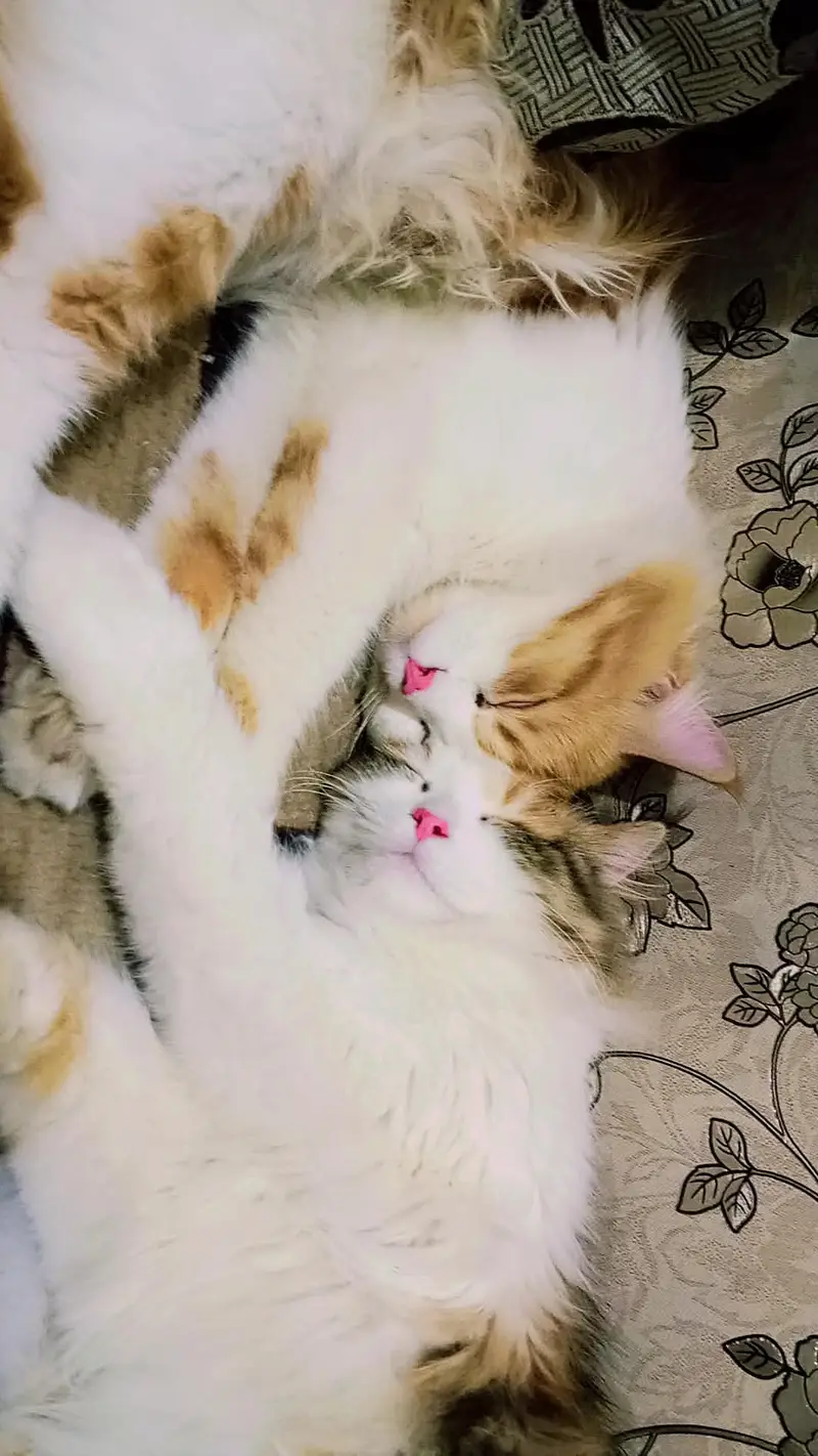 Alpha Persian cat breed for sale foun white male . multi colour female. — photo 2