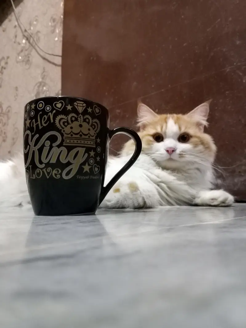 Alpha Persian cat breed for sale foun white male . multi colour female. — photo 3