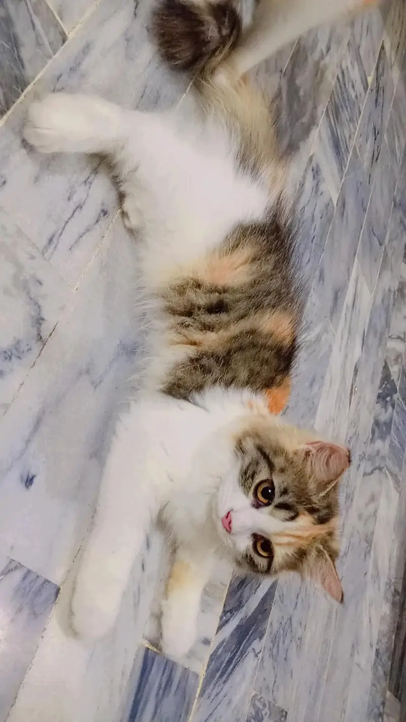 Alpha Persian cat breed for sale foun white male . multi colour female. — photo 4
