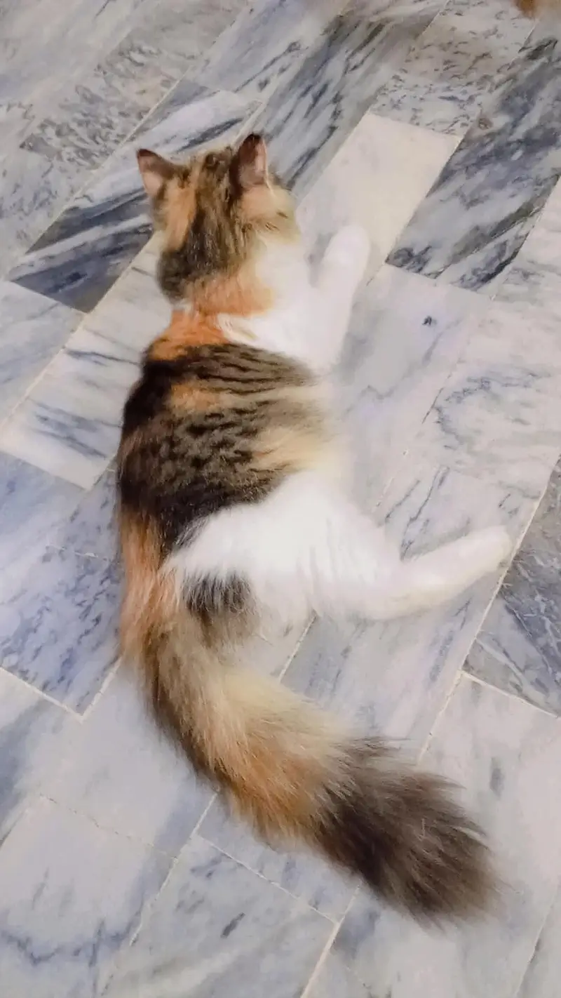 Alpha Persian cat breed for sale foun white male . multi colour female. — photo 5