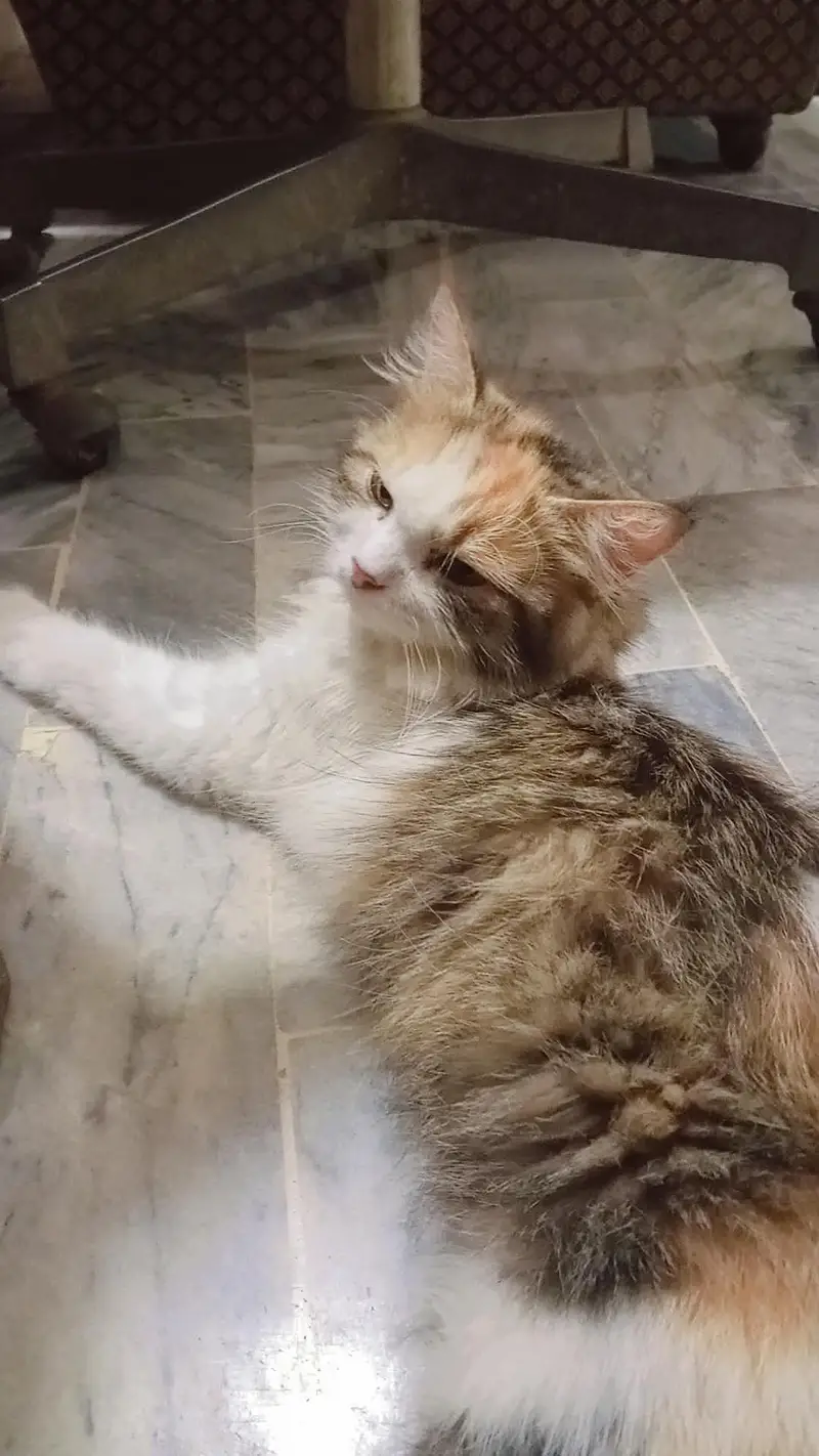 Alpha Persian cat breed for sale foun white male . multi colour female. — photo 6