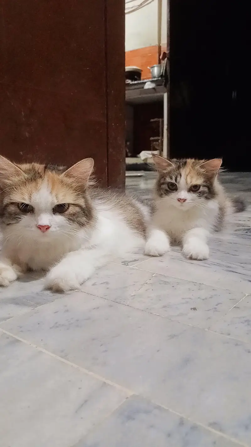 Alpha Persian cat breed for sale foun white male . multi colour female. — photo 7