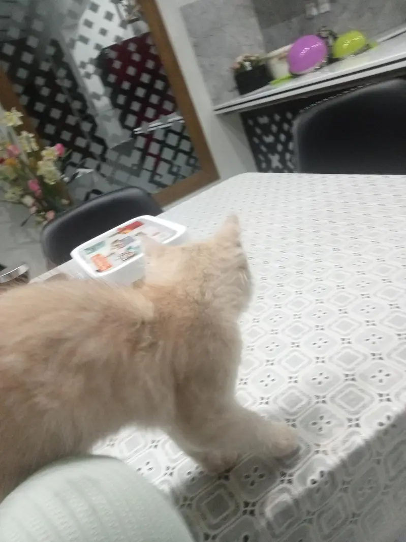 Kitten for adoption only for cat lovers — photo 10