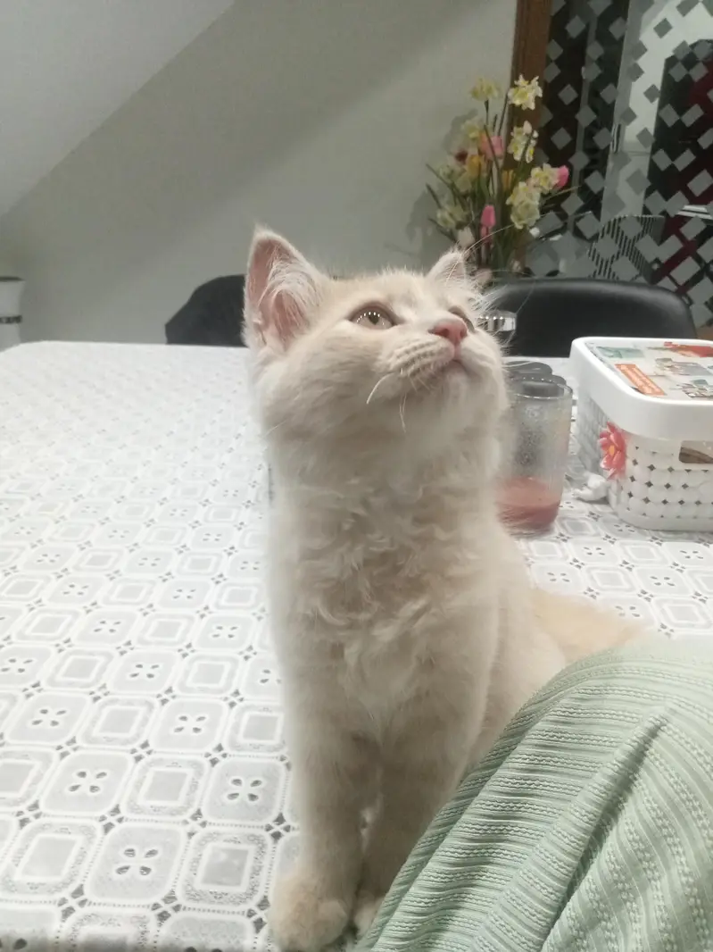 Kitten for adoption only for cat lovers — photo 12