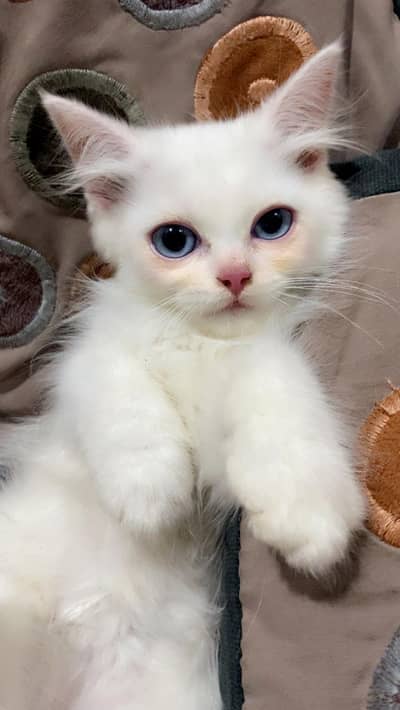kittenfor salee