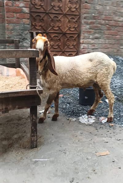 2 chatry for sale