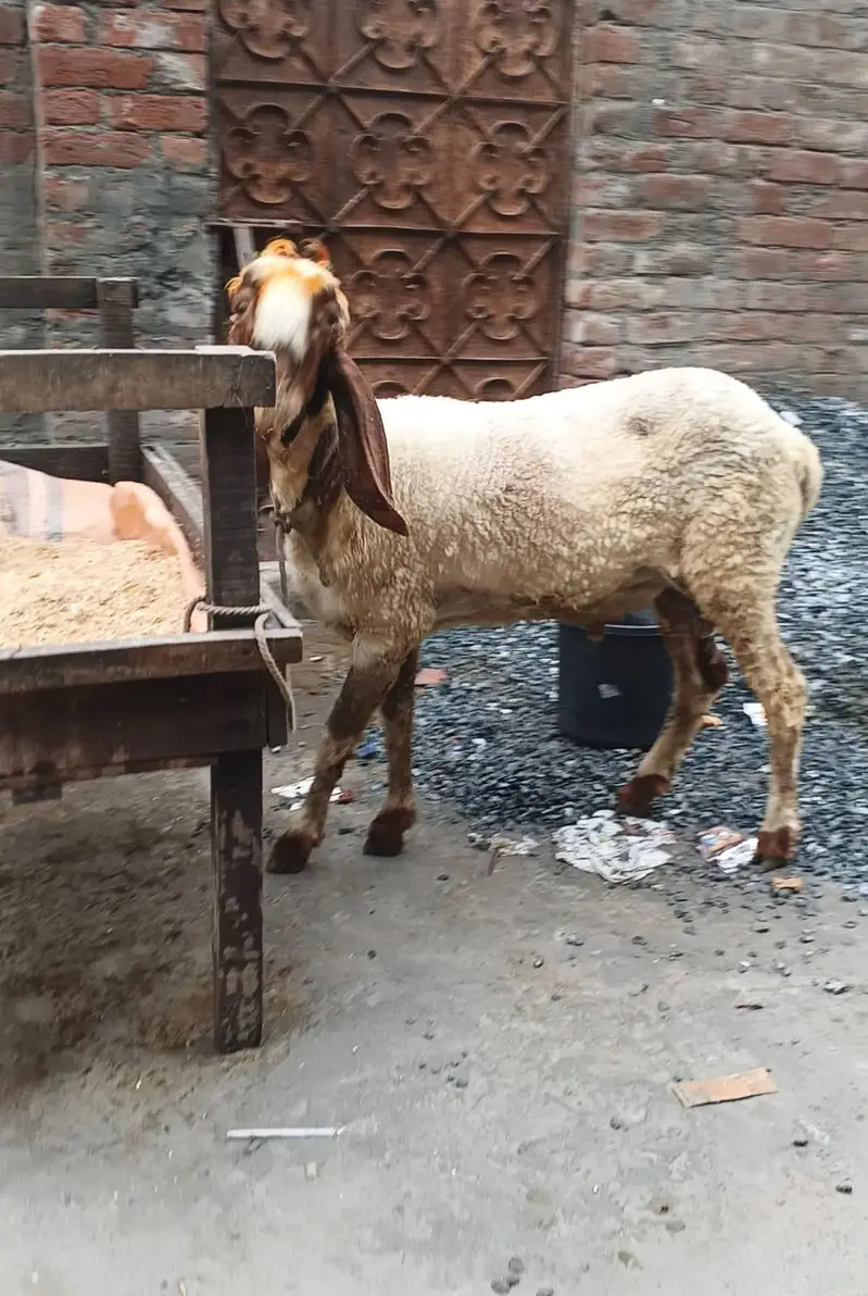 2 chatry for sale