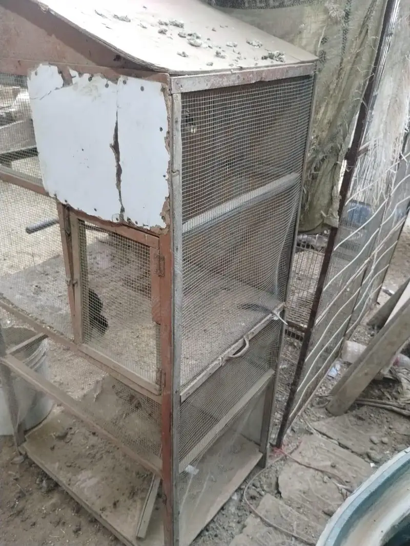 pinjra hen cage and bird cage — photo 2