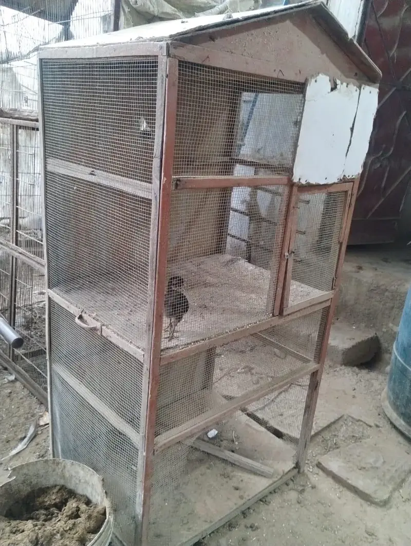 pinjra hen cage and bird cage — photo 3