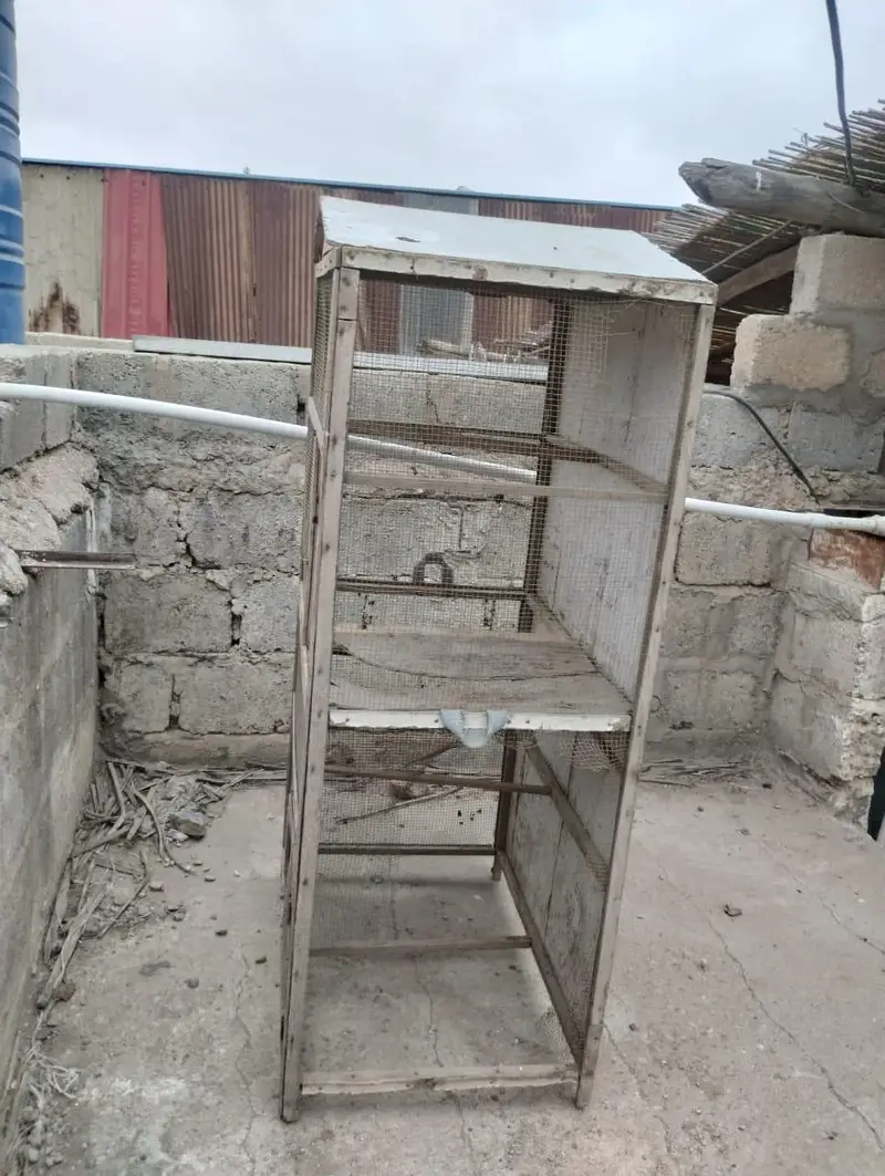pinjra hen cage and bird cage — photo 5