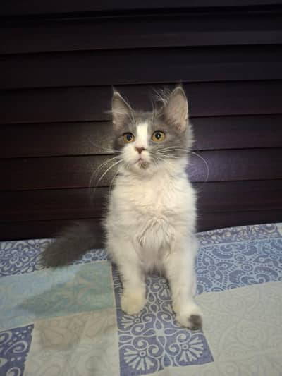 Persian kitten for sale