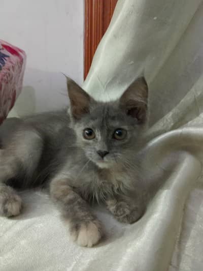 Persian kitten for sale
