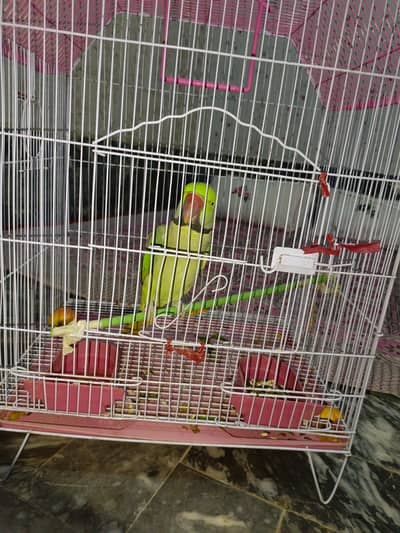 raw parrot