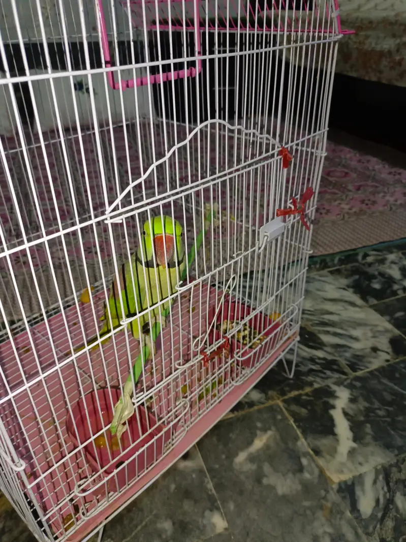raw parrot — photo 2