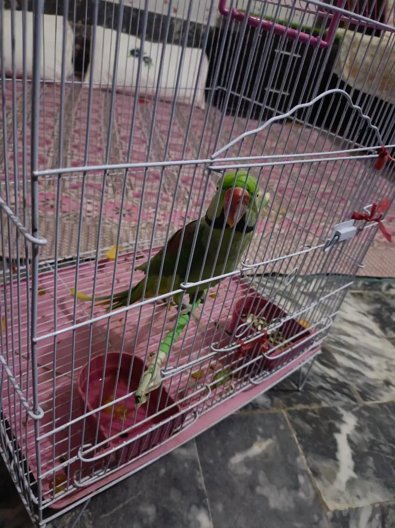 raw parrot — photo 3