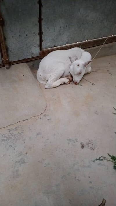 teyddi Bakra for sale