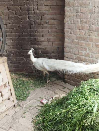 peacock male healthy and active