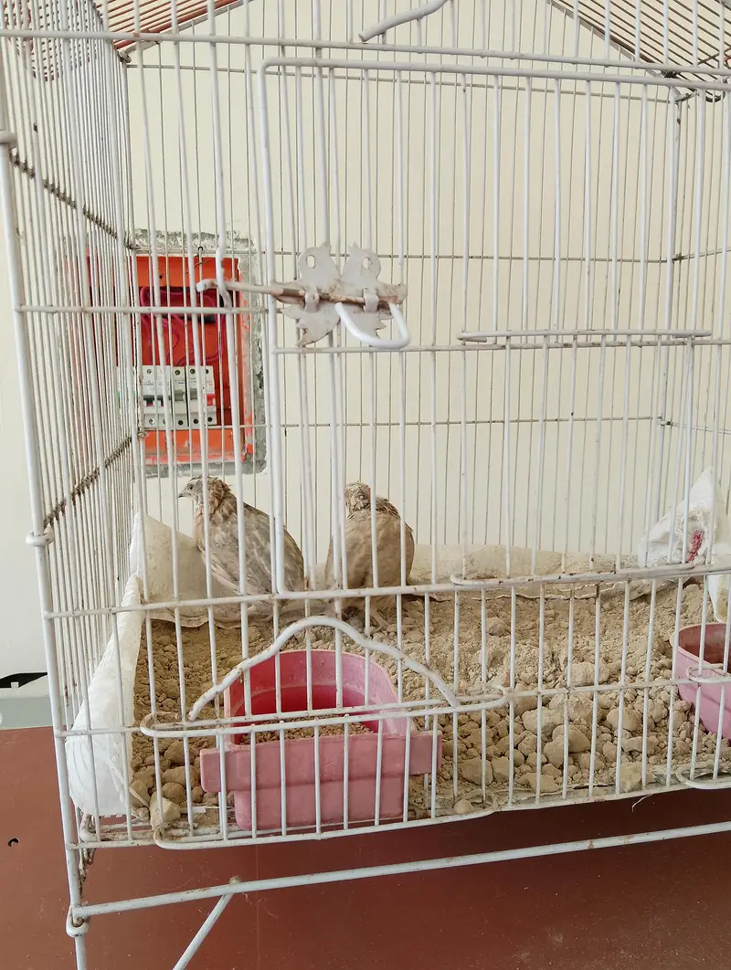 junglee Batair haldy pair — photo 2