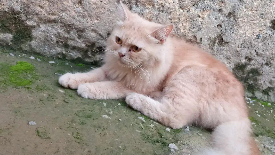behtareen blli he — photo 3