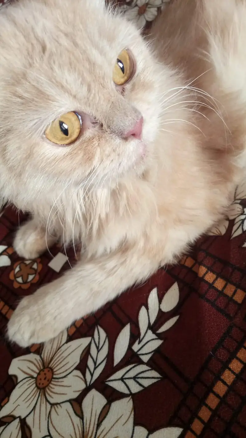 behtareen blli he — photo 4
