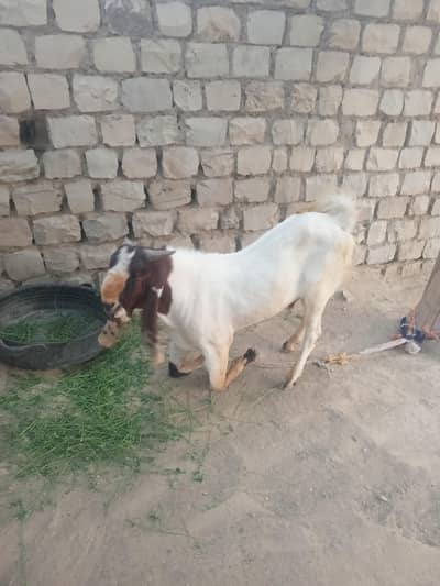 bakra