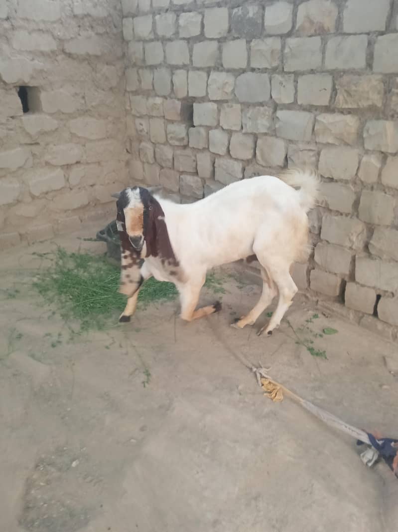 bakra 1