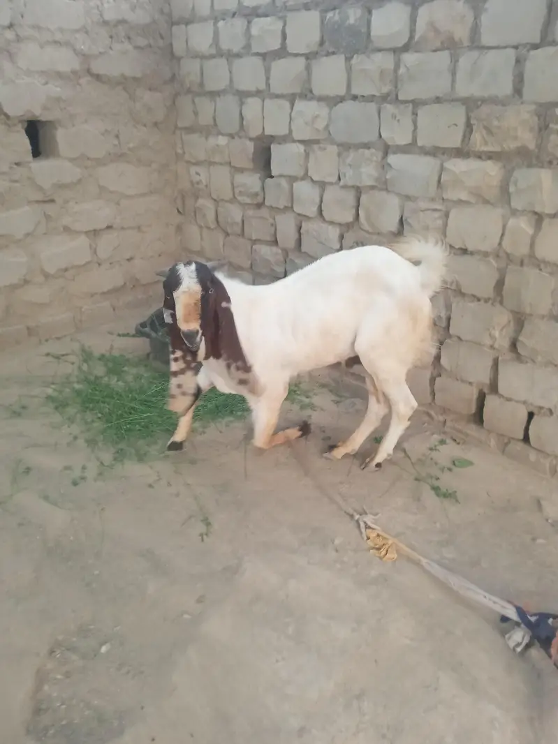 bakra — photo 2