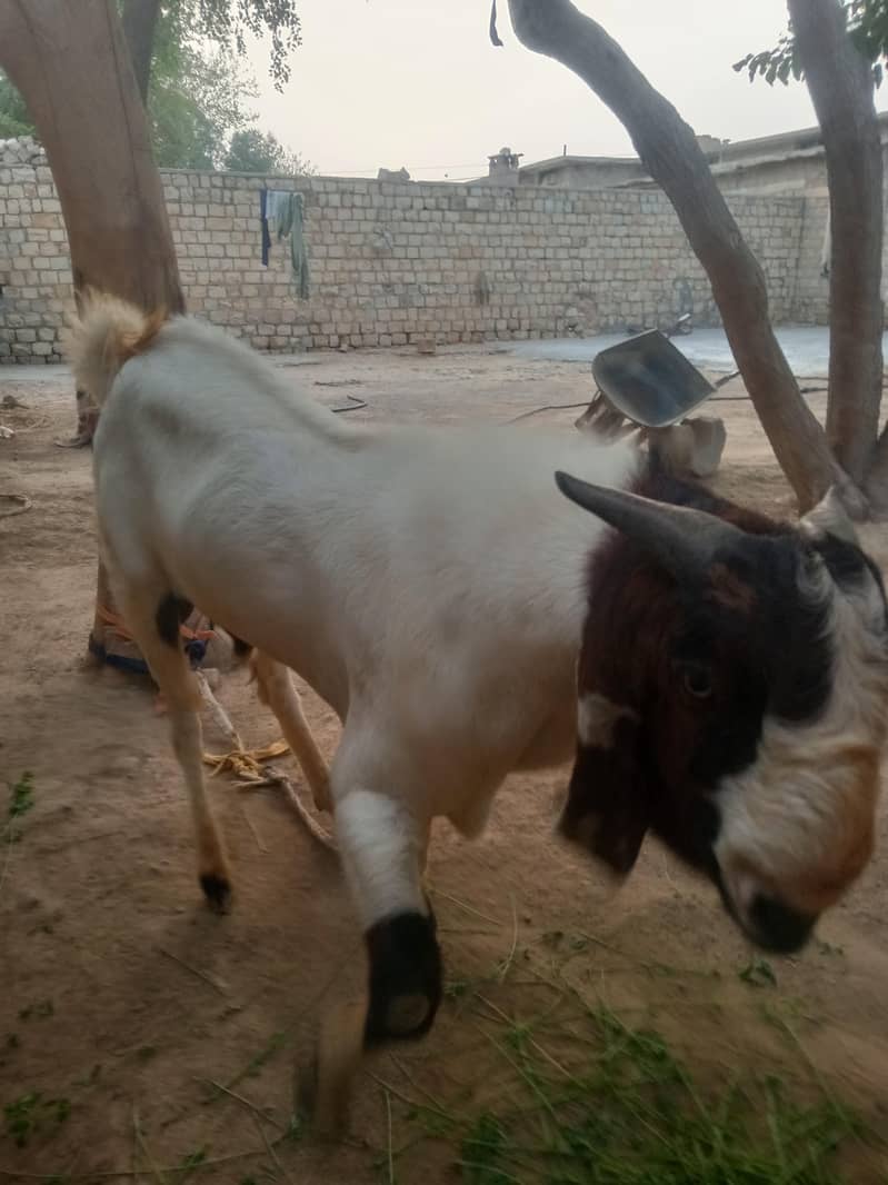 bakra 2