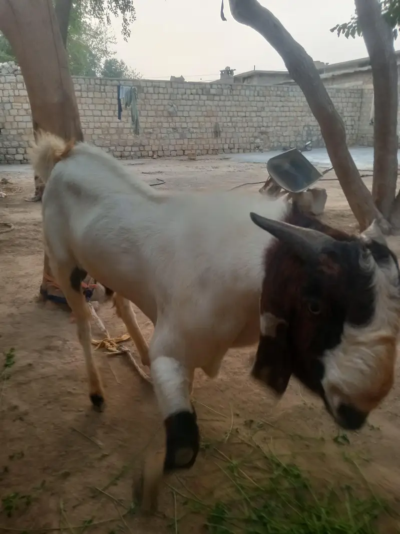 bakra — photo 3