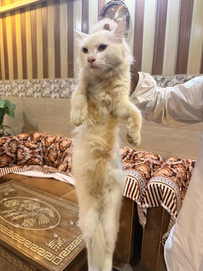 Doll face cat