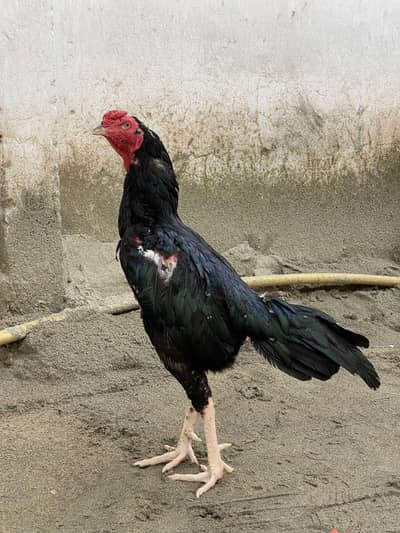 Black Aseel Murga