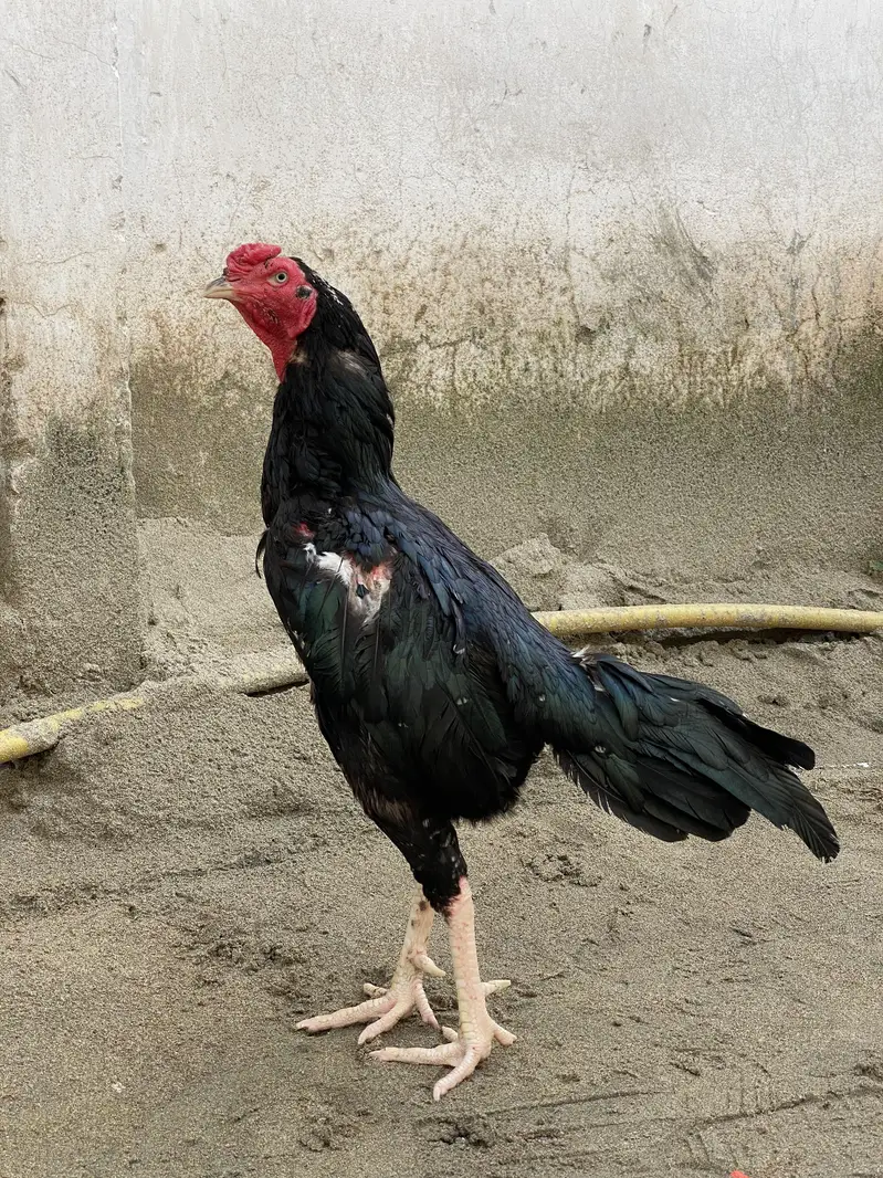 Black Aseel Murga