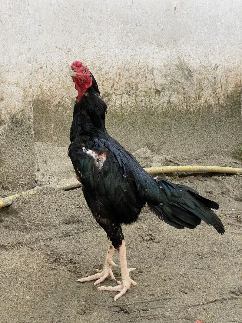 Black Aseel Murga — photo 2