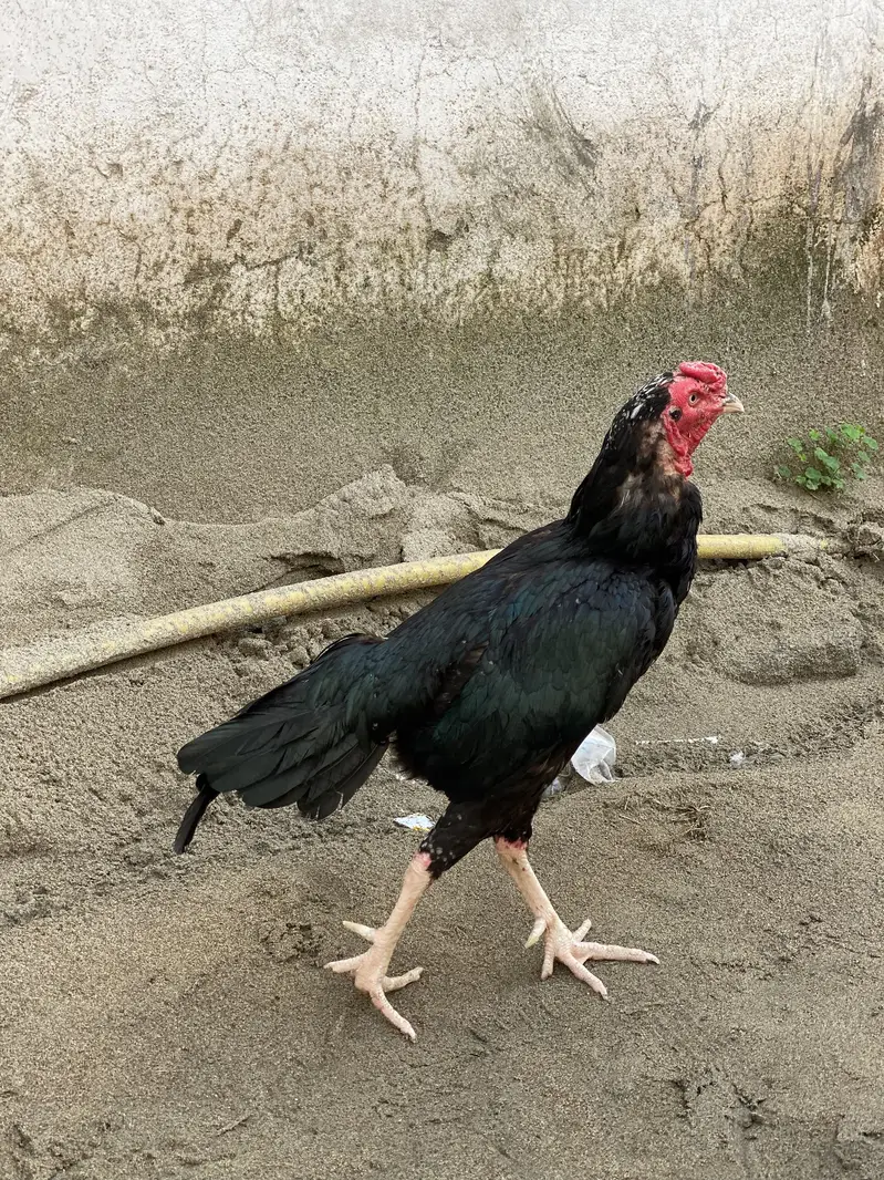 Black Aseel Murga — photo 3