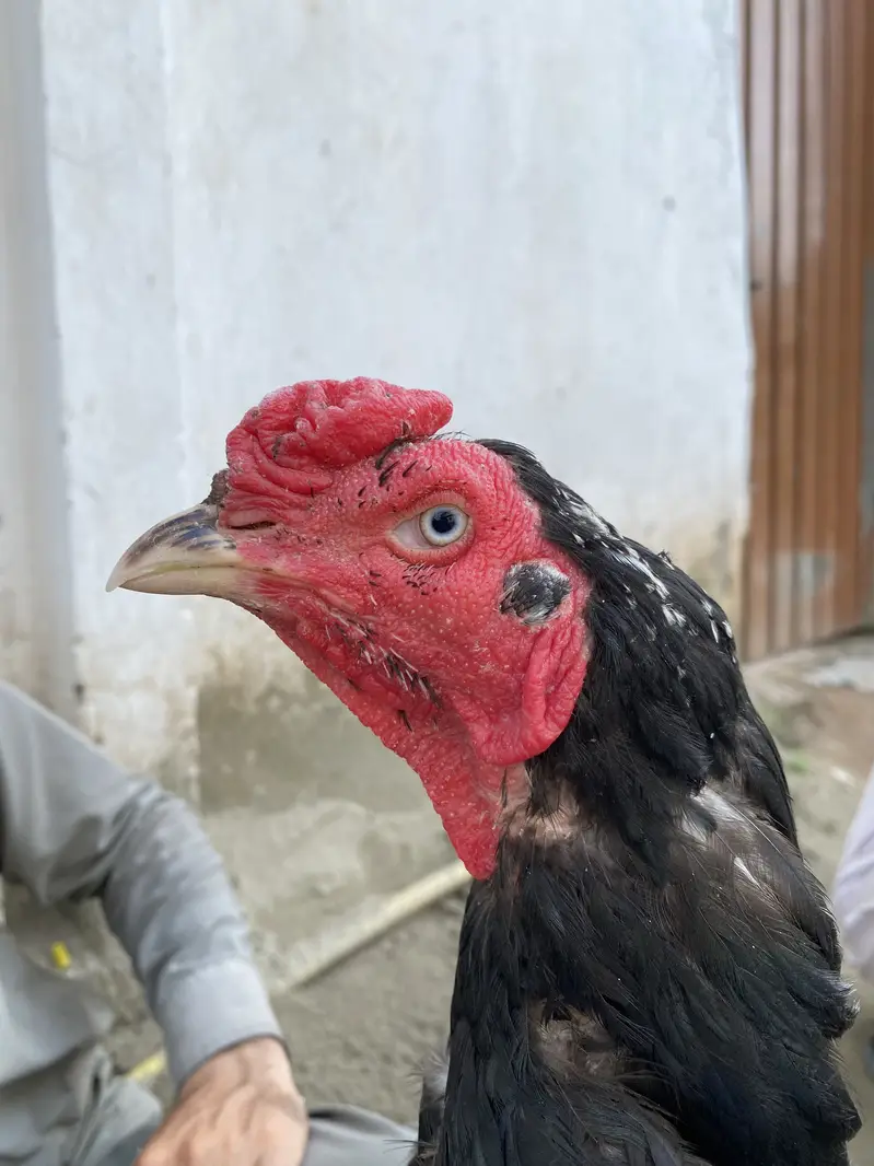 Black Aseel Murga — photo 4