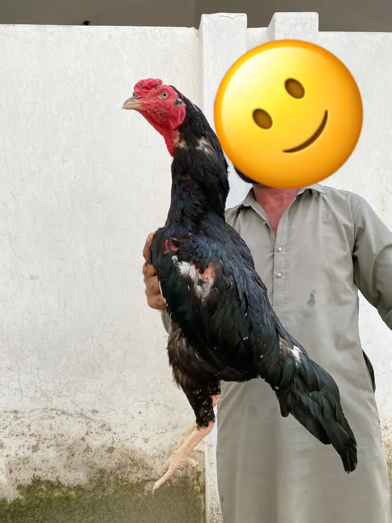 Black Aseel Murga — photo 5