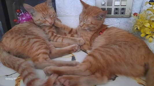 SIMBA AND BANO