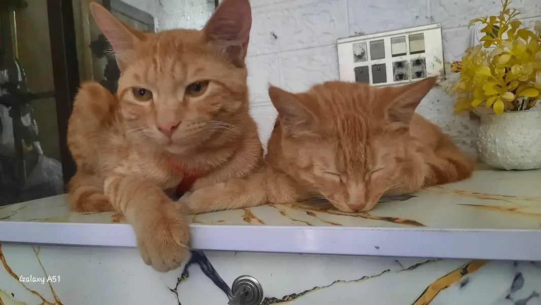 SIMBA AND BANO — photo 2