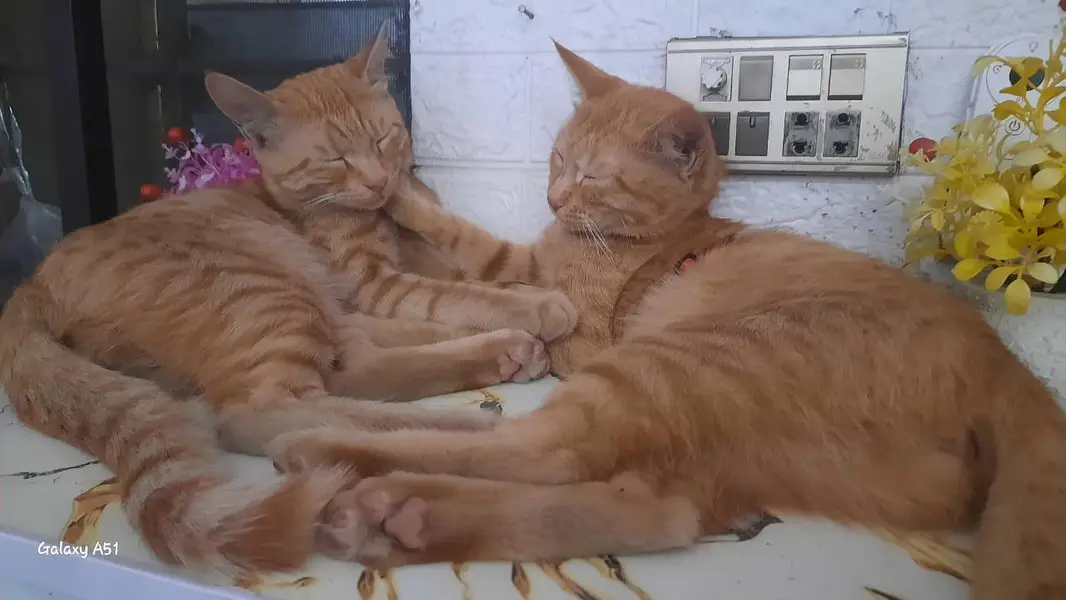 SIMBA AND BANO — photo 3